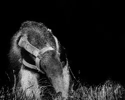 Myrmecophaga tridactyla