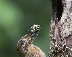 Dendrocincla fuliginosa
