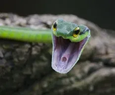 Leptophis depressirostris