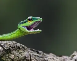 Leptophis depressirostris
