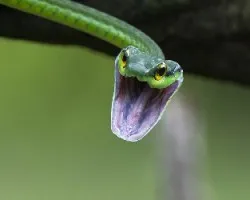 Leptophis depressirostris