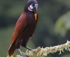 Psarocolius montezuma