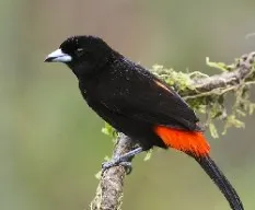 Ramphocelus passerinii