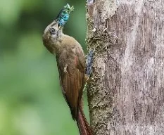 Dendrocincla fuliginosa