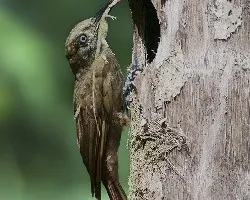 Dendrocincla fuliginosa