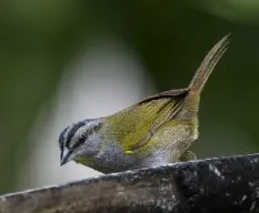 Arremonops conirostris