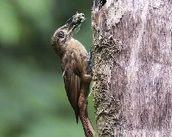 Dendrocincla fuliginosa