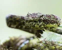 Bothriechis schlegelii