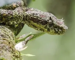 Bothriechis schlegelii