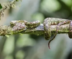 Bothriechis schlegelii