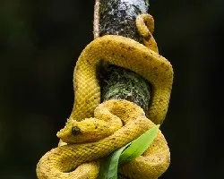 Bothriechis schlegelii