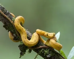 Bothriechis schlegelii