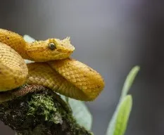 Bothriechis schlegelii