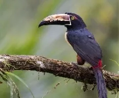 Pteroglossus torquatus