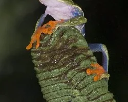 Agalychnis callidryas