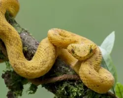 Bothriechis schlegelii