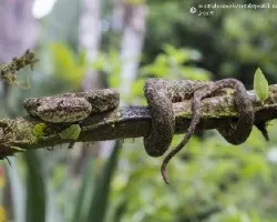 Bothriechis schlegelii