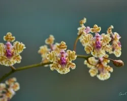 Trichocentrum carthagenense