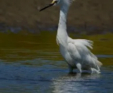 Egretta thula