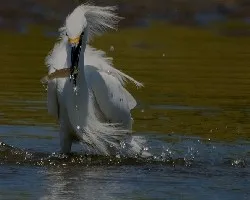 Egretta thula