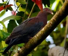 Patagioenas flavirostris