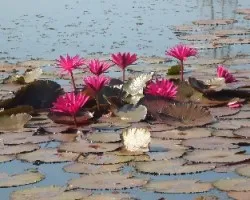 Nymphaea tetragona