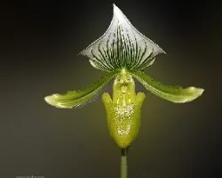 Paphiopedilum sp