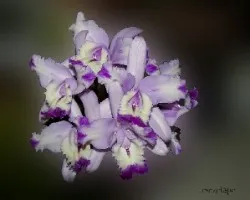 Laelia sp