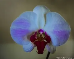 Orquidea
