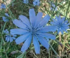 Cichorium intybus