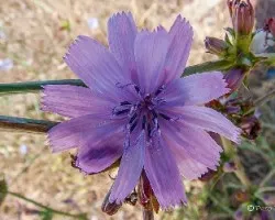 Cichorium intybus