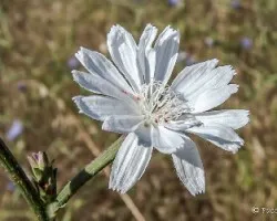 Cichorium intybus