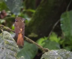 Onychorhynchus coronatus