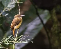 Onychorhynchus coronatus