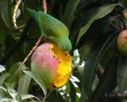 Brotogeris jugularis