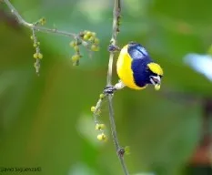Euphonia affinis