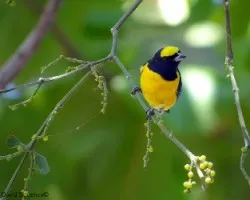 Euphonia affinis