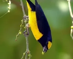 Euphonia affinis