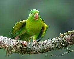 Brotogeris jugularis