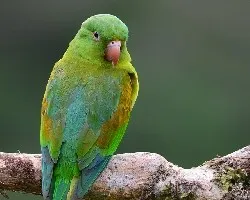 Brotogeris jugularis