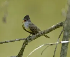 Myiarchus tuberculifer