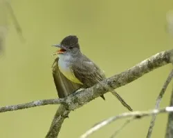 Myiarchus tuberculifer