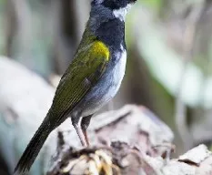 Arremon aurantiirostris