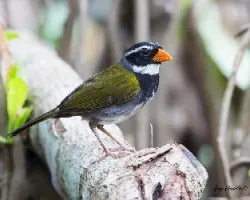 Arremon aurantiirostris