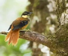 Pseudocolaptes lawrencii