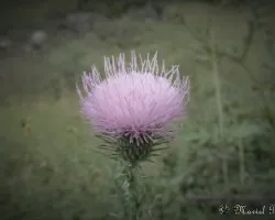 Cirsium vulgare