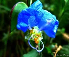 Commelina erecta