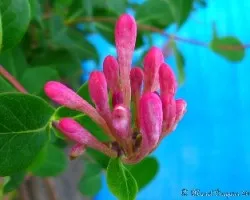 Lonicera caprifolium