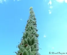 Verbascum thapsus