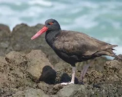 Haematopus ater